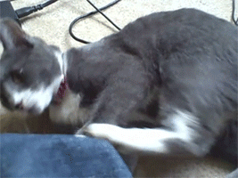 angrycat.gif