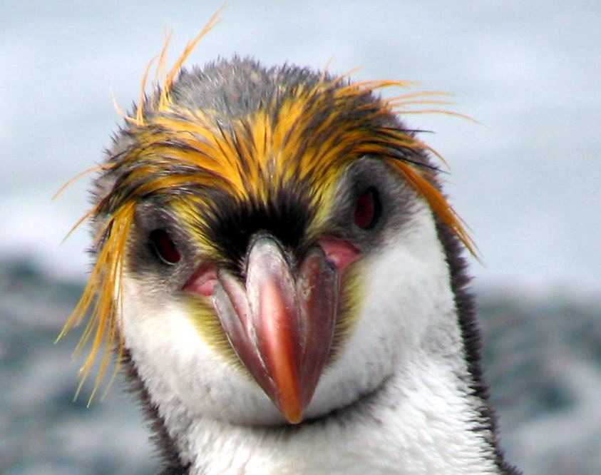 Royal_Penguin_Face.jpg