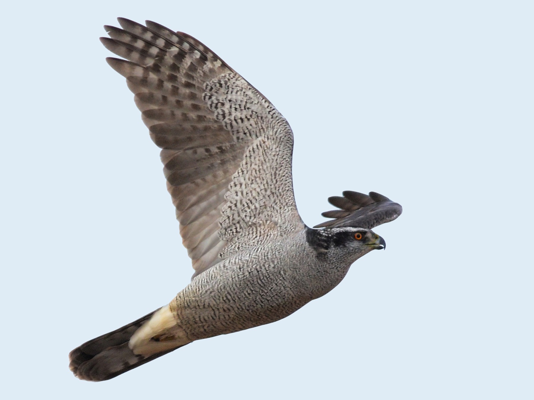 Hawk 1.jpg