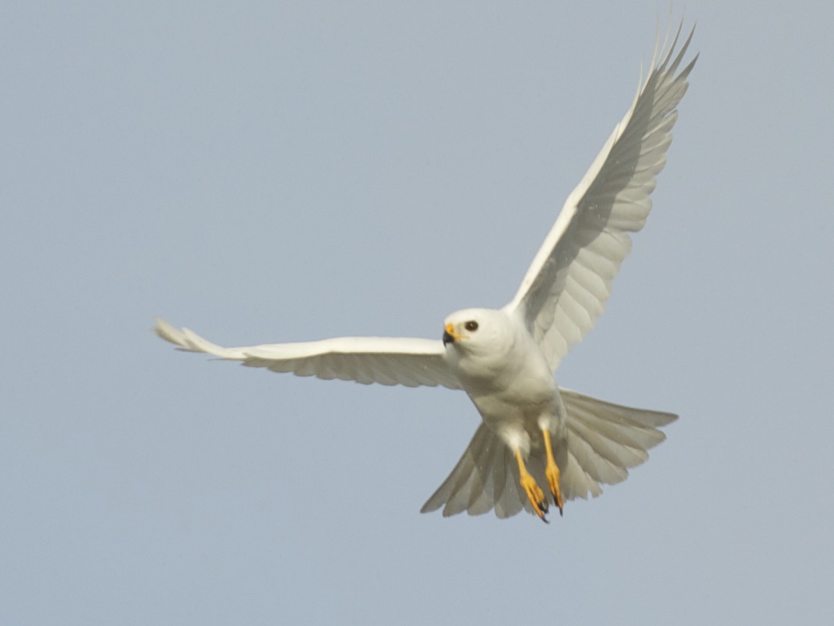 Hawk 2.jpg