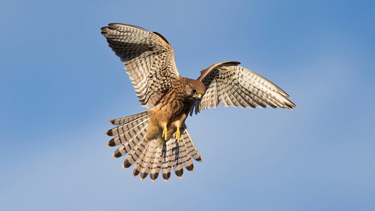 Hawk 4.jpg