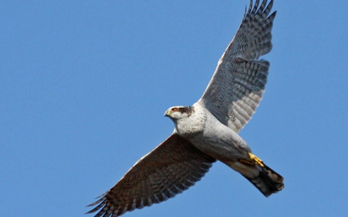 Hawk 5.jpg