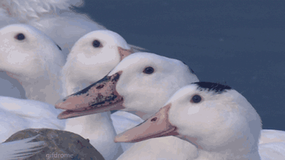 fowl-chuckle.gif