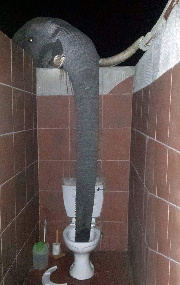 FPTP_2016_2_natural-born-plumber.jpg