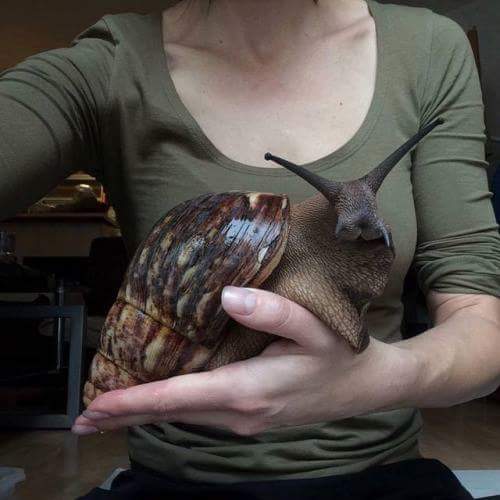 FPTP_2017_3_snailed-it.jpg