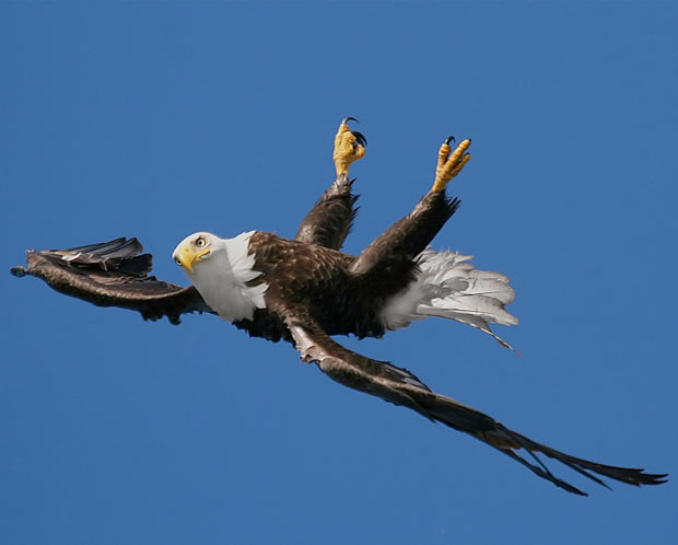 FPTP_2018_04_falcon-birdie-backstroke.jpg