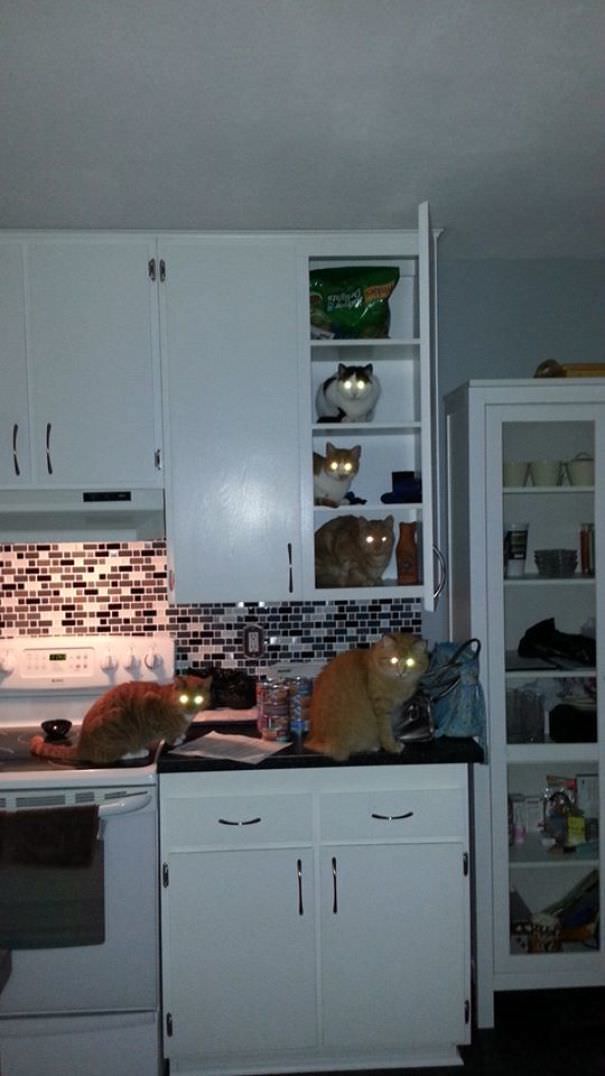 FPTP_2018_05_cat-kitchen-chef-hierarchy.jpg
