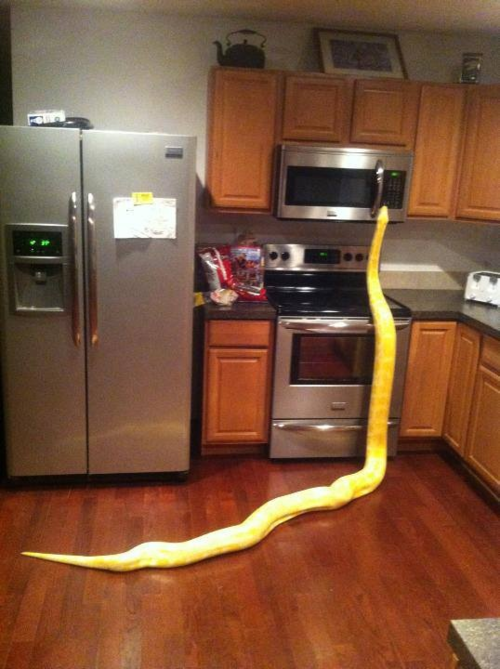 FPTP_2019_03_sneaky-snack-snatcher.png