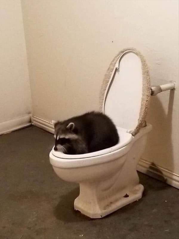 FPTP_2020_06_can-coon.jpg
