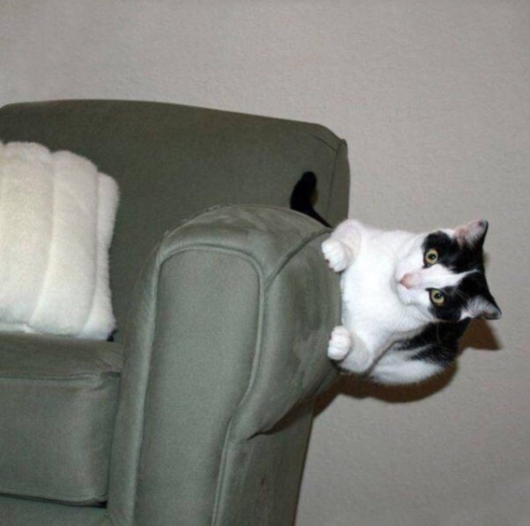 FPTP_2020_08_cat-hax.jpg