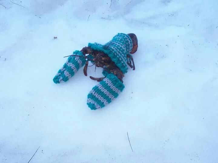 FPTP_2020_11_beware-snippy-weather.jpg