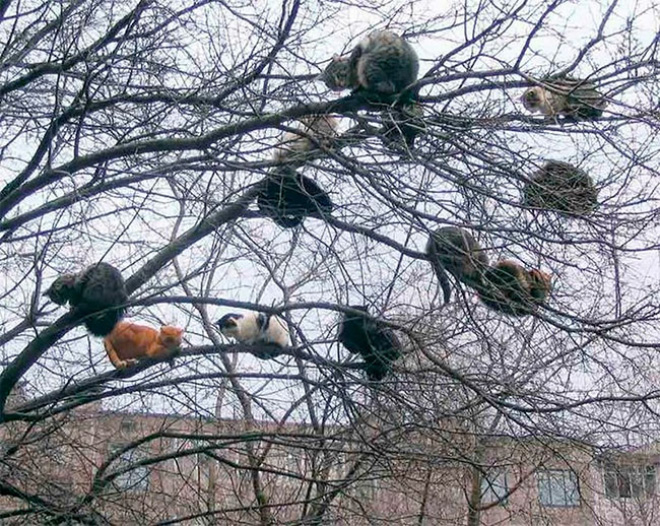 FPTP_2020_12_ruling-cat-tree-archy.jpg