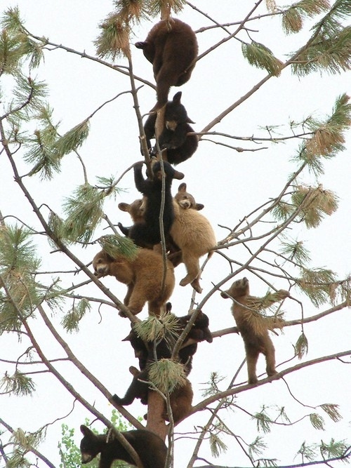 FPTP_2020_13_bearpendicular-perch.jpg