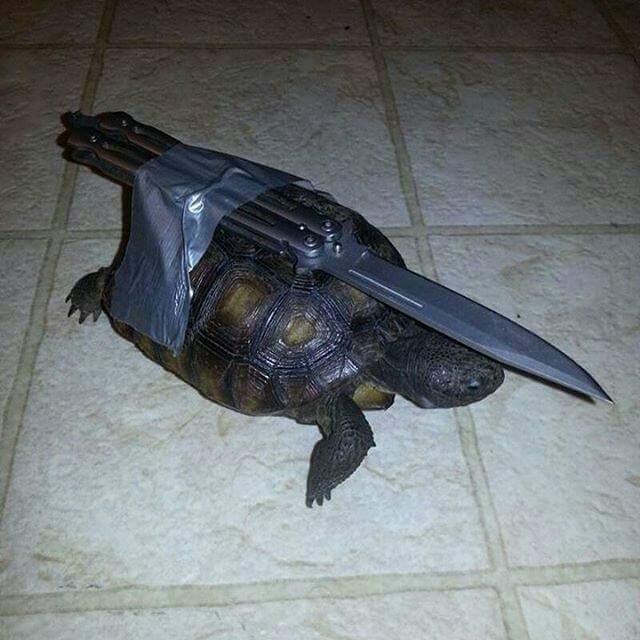 FPTP_2021_19_donatello-stabs-your-shins.jpg