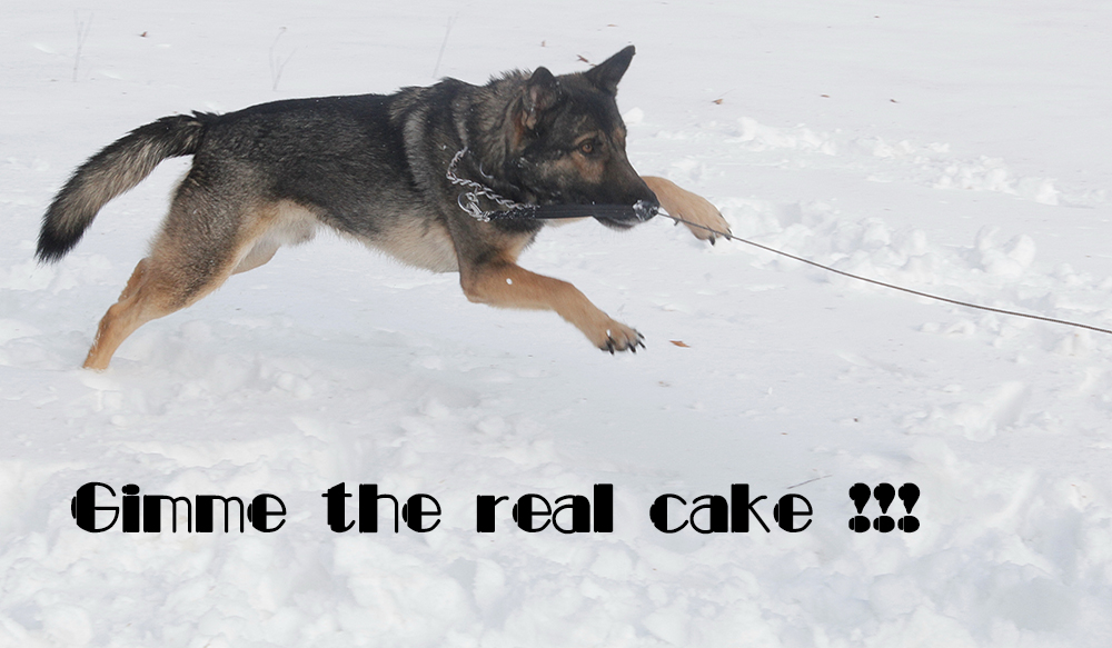 gimme the cake.jpg