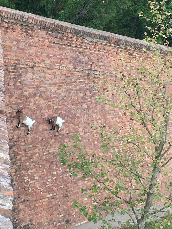 FPTP_2024_3_social_climbers.jpg