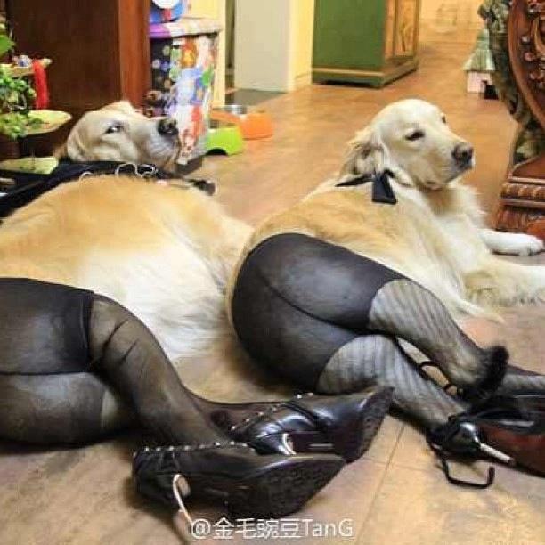dogs in hose.jpg