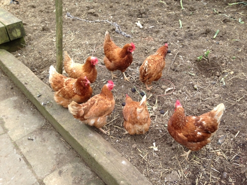 chickens.jpg