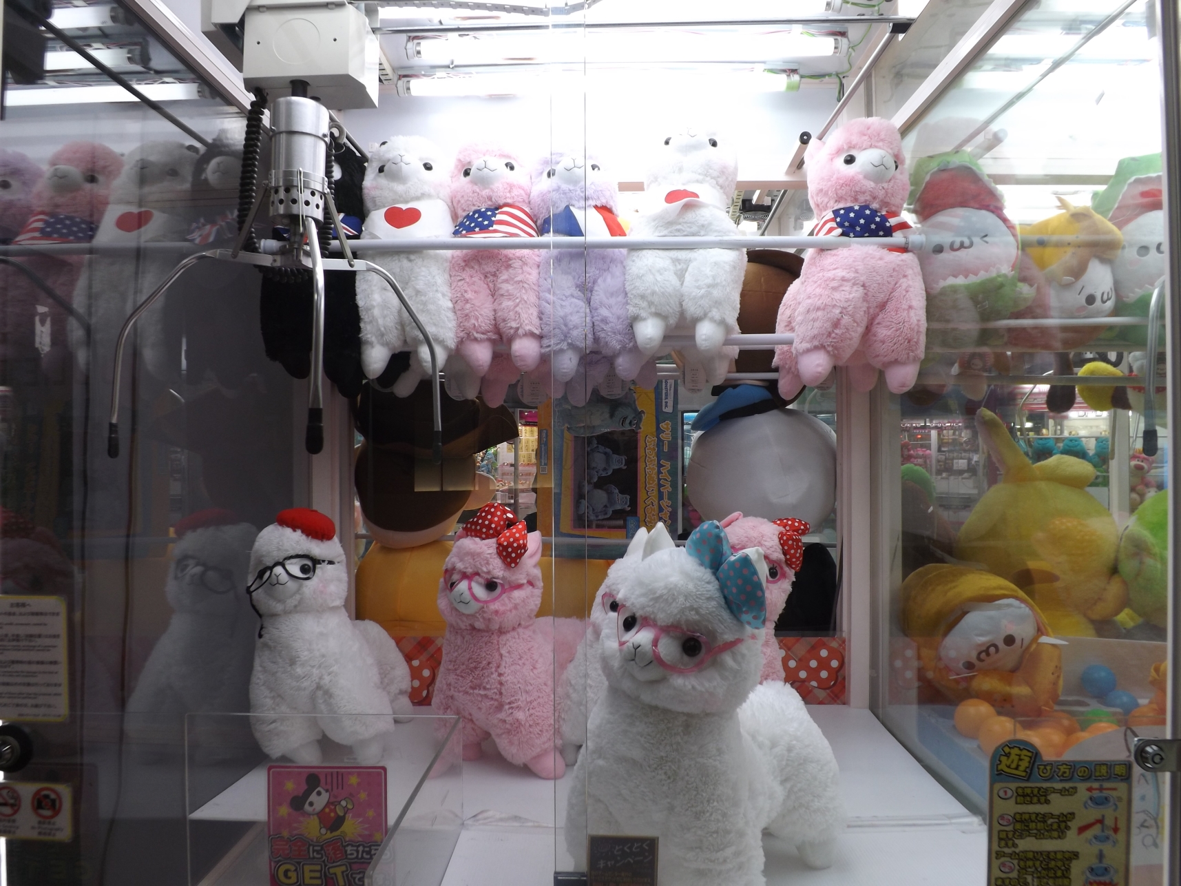 Alpacaland.jpg