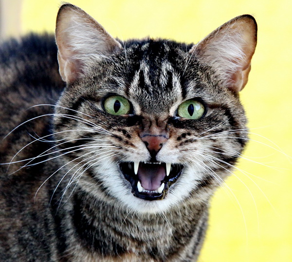 Looks like her master when angry.jpg