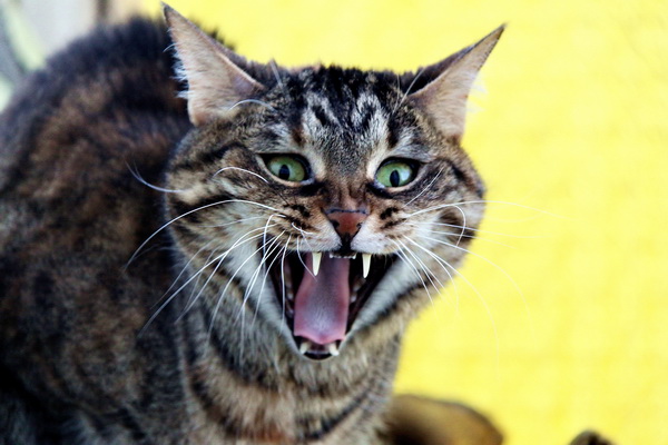 Just yawning.jpg