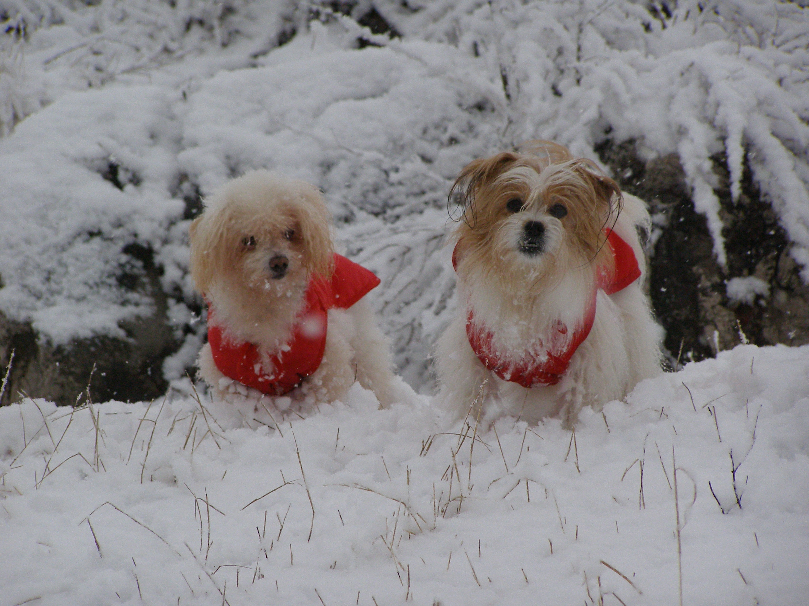 My two little dogs, Francky &amp; Betty...