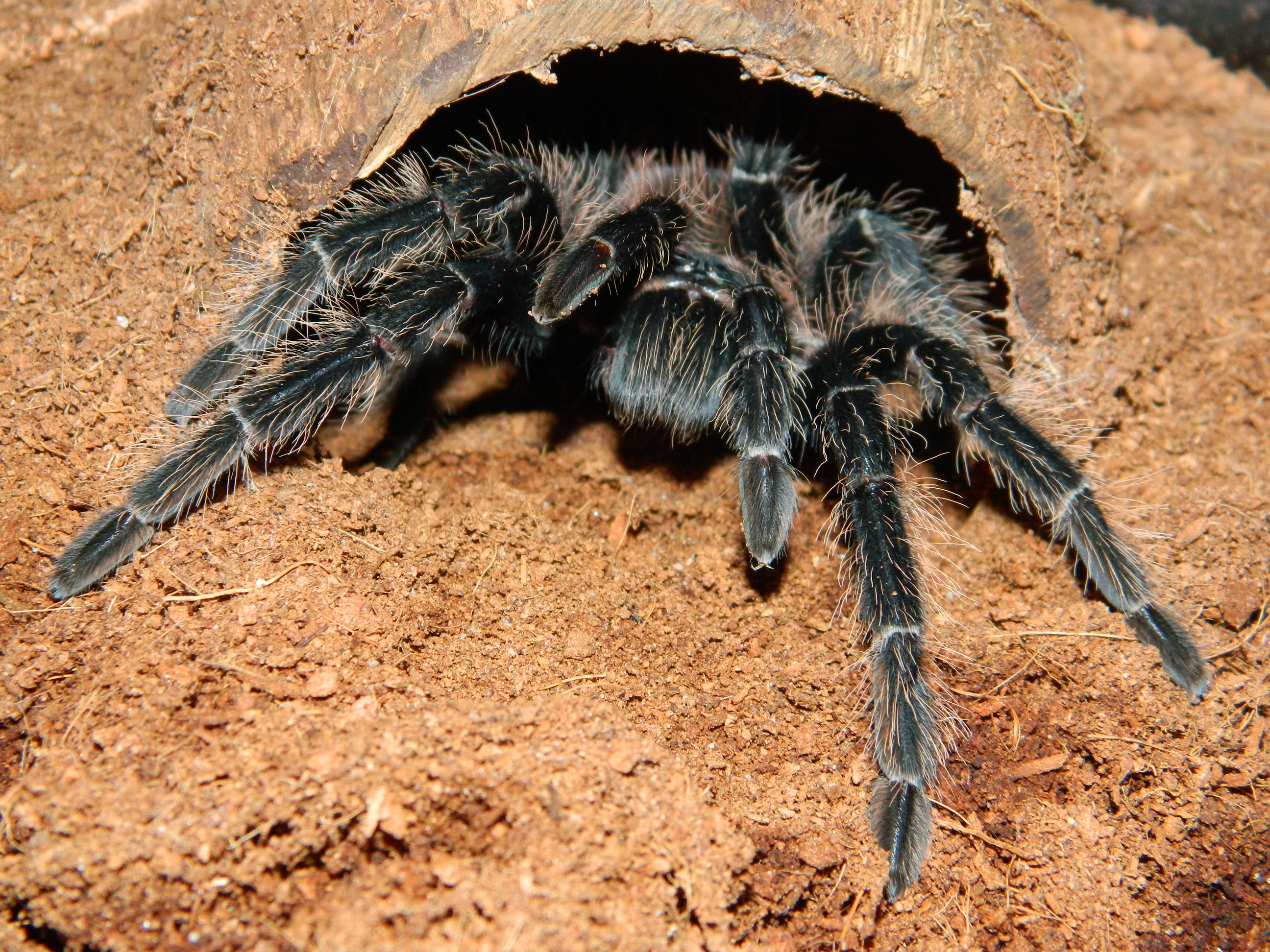 My Lasiodora parahybana, 22 cm.
