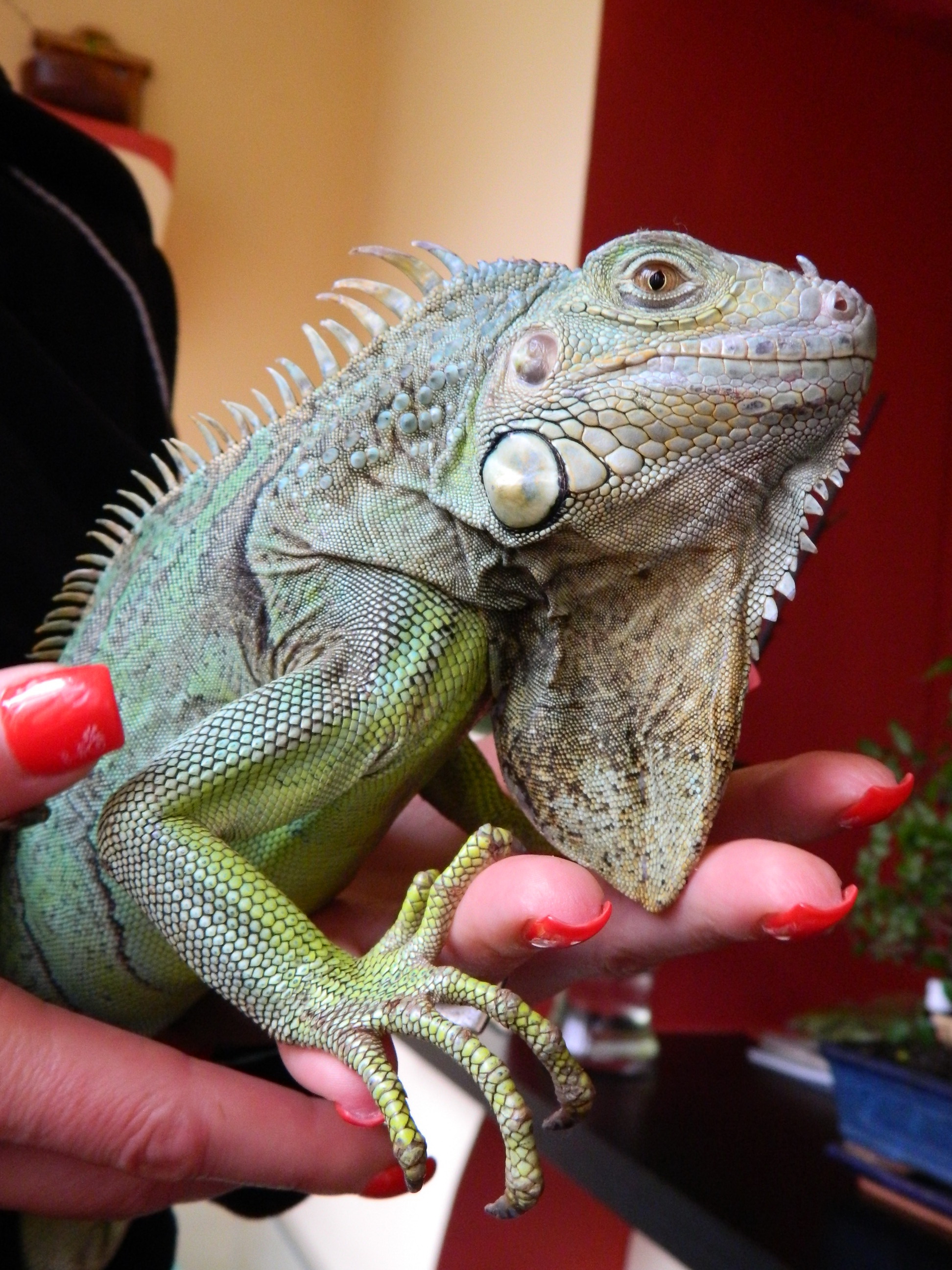 Misha, my green Iguana. 4 years old/96 cm.