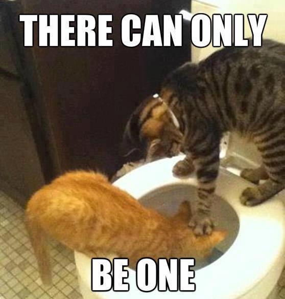 Funny-cats-There-can-only-be-one.jpg