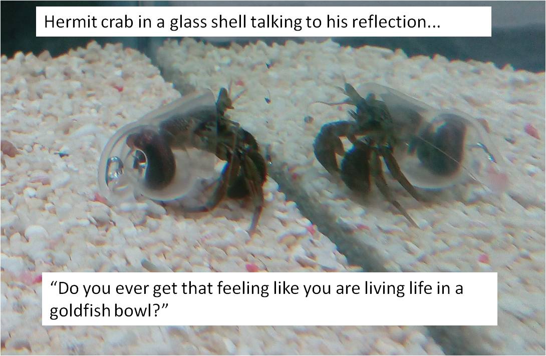 Hermit crab.jpg